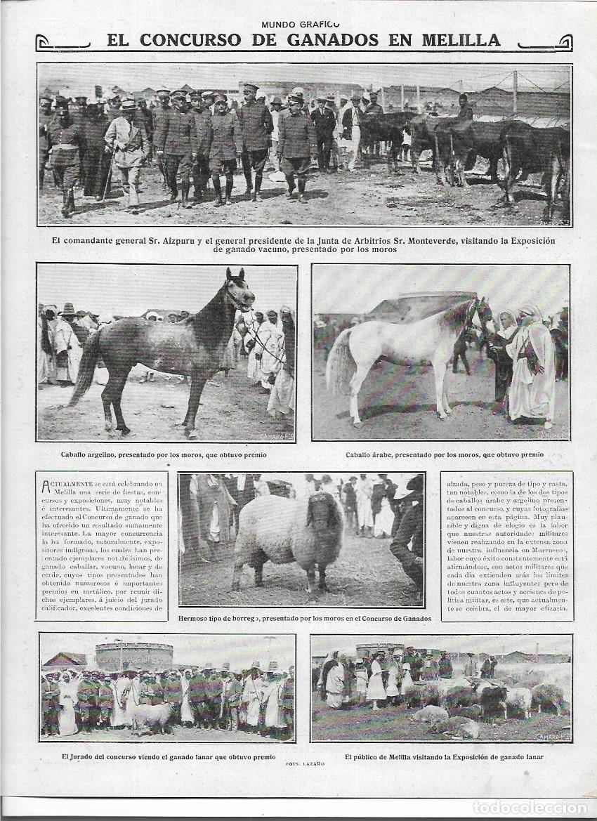 Colecionismo: A&Ntilde;O 1916 RECORTE PRENSA MELILLA CONCURSO DE GANADOS COMANDANTE AIZPURU CABALLOS GANADO VACUNO