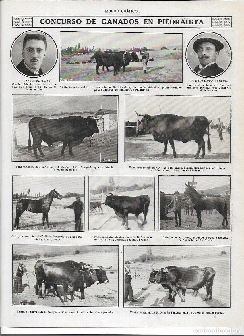 Colecionismo: A&Ntilde;O 1916 RECORTE PRENSA PIEDRAHITA CONCURSO DE GANADO VACAS FELIX GREGORIO PABLO BEJARANO YUNTA