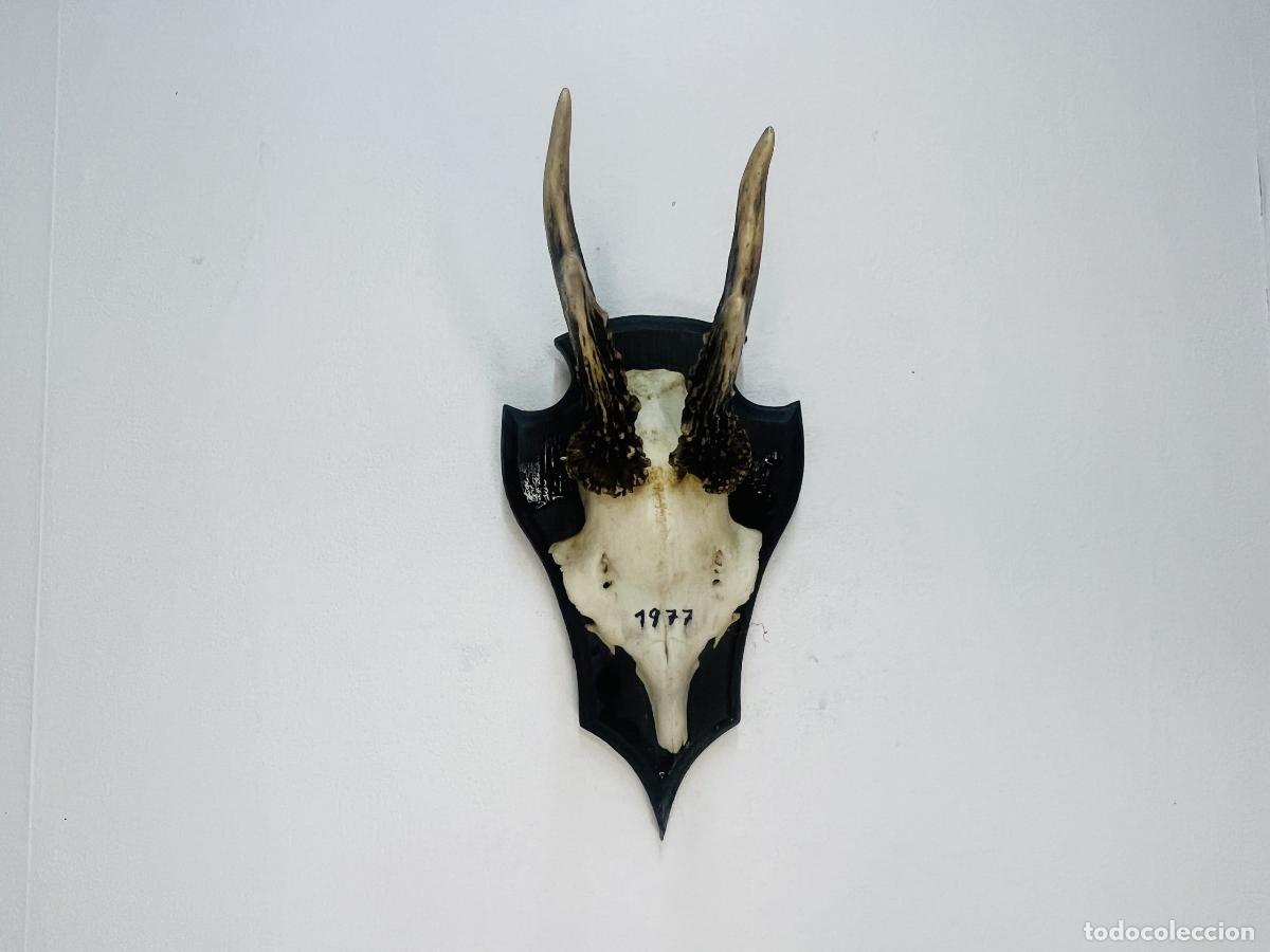 Coleccionismo: Skull de corzo 1977 - LA OPALINA - Foto 1