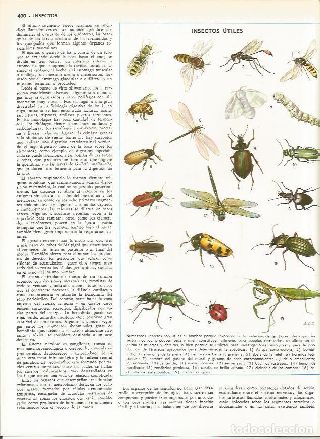 lamina monitor 0095: insectos utiles - Compra venta en todocoleccion