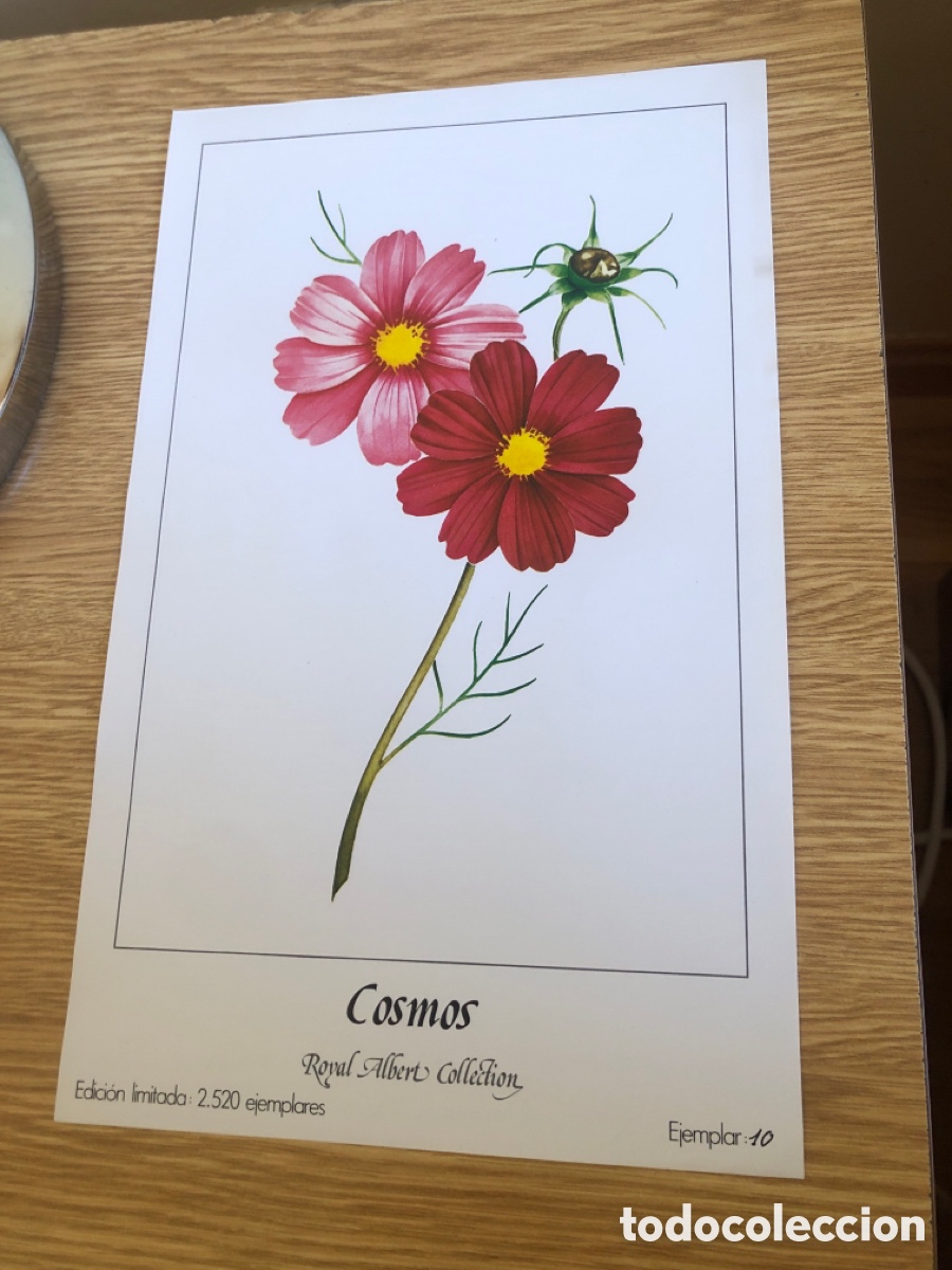 Coleccionismo: L&aacute;mina Royal Albert Collection n&ordm; 10. Cosmos. Edici&oacute;n limitada. ASM
