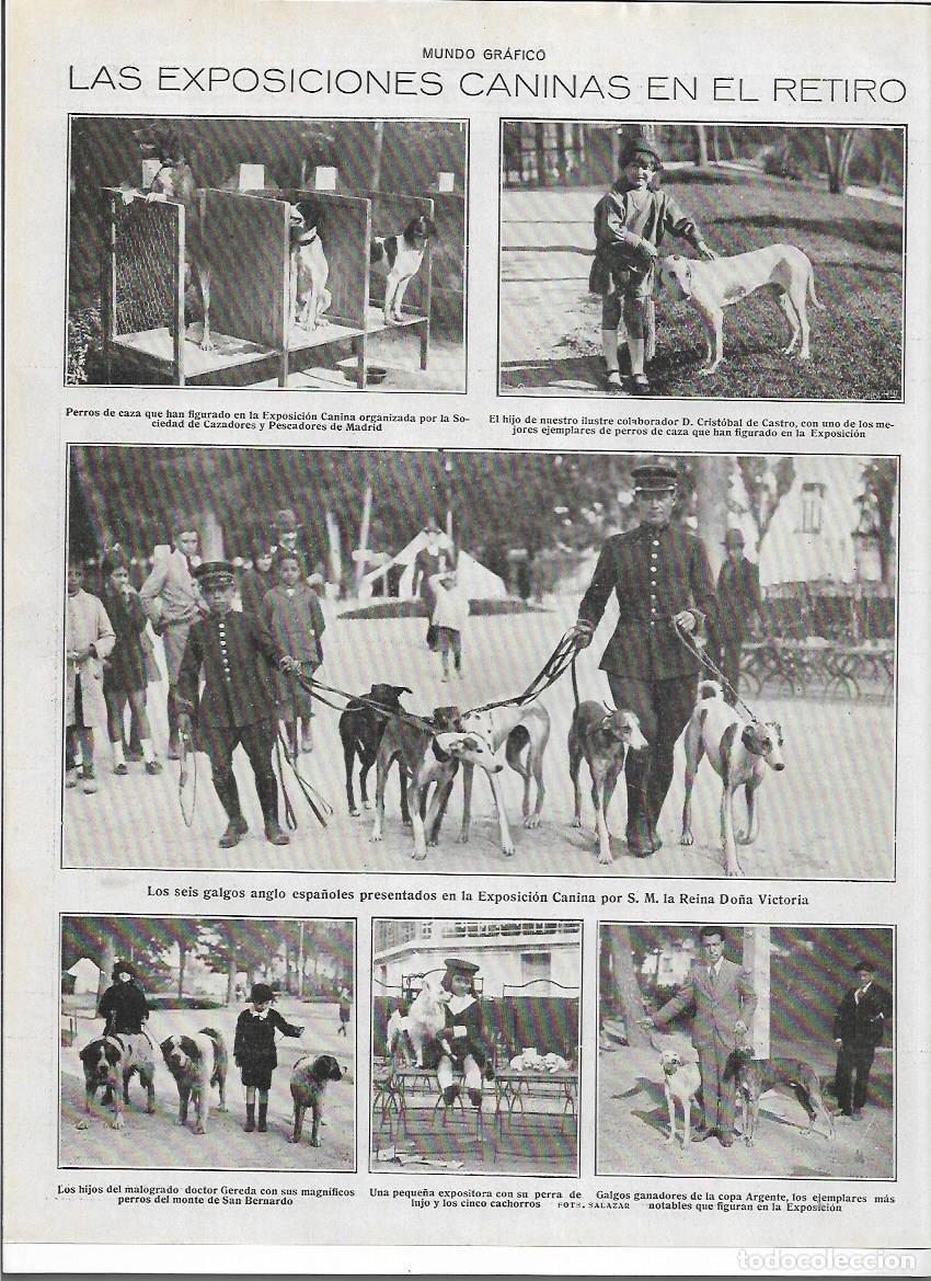 Collectionnisme: A&Ntilde;O 1919 RECORTE PRENSA MADRID EL RETIRO EXPOSICION CANINA PERROS DE CAZA GALGOS COPA ARGENTE