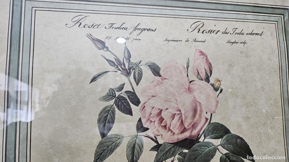 Coleccionismo: lamina flores - Foto 5