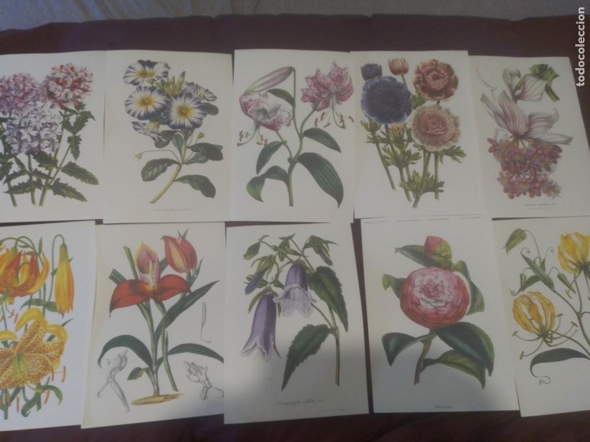 Coleccionismo: Preciosas l&aacute;minas flores - Foto 1