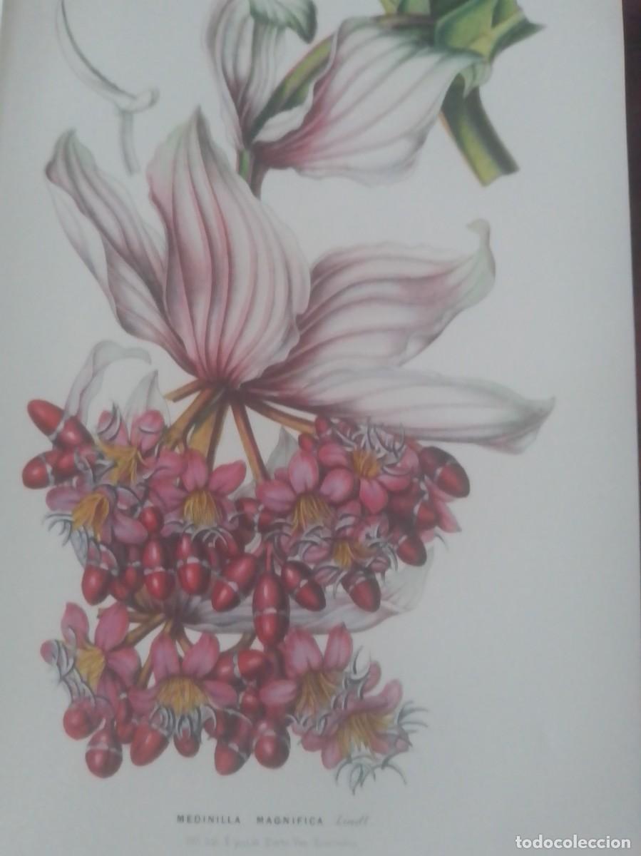 Coleccionismo: Preciosas l&aacute;minas flores - Foto 2