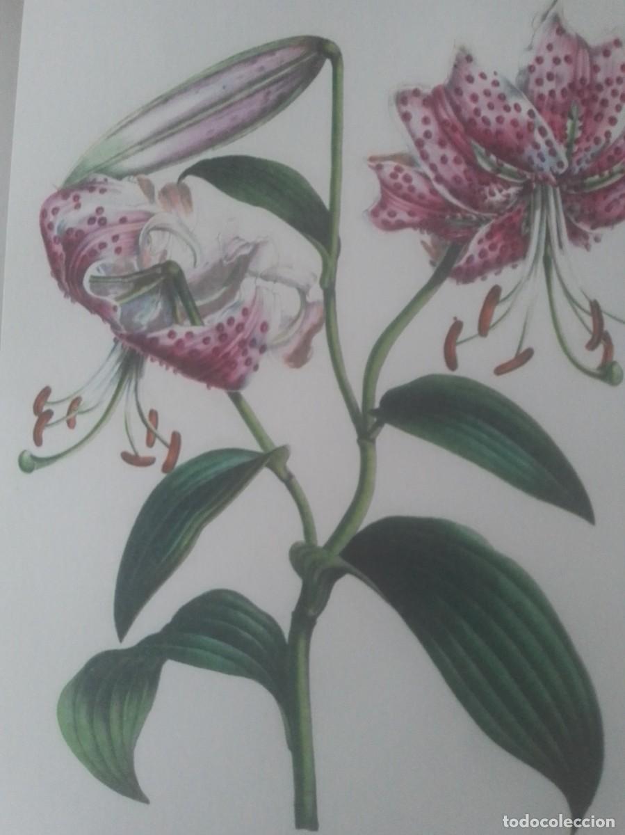 Coleccionismo: Preciosas l&aacute;minas flores - Foto 3