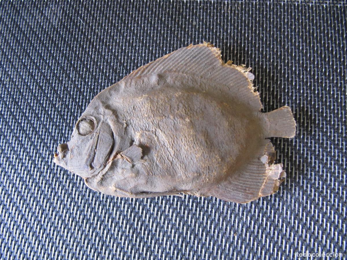 Coleccionismo: Antiguo pez disecado. Taxidermia