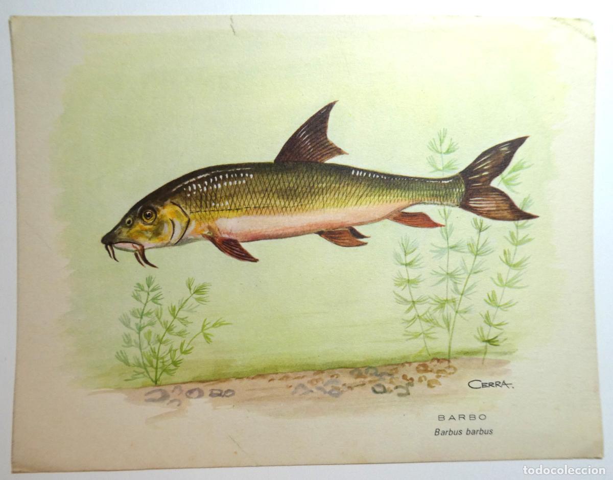 Coleccionismo: PROPAGANDA DE FARMACIA, GULASE, CON UN DIBUJO DE BARBO - TEMA PESCA