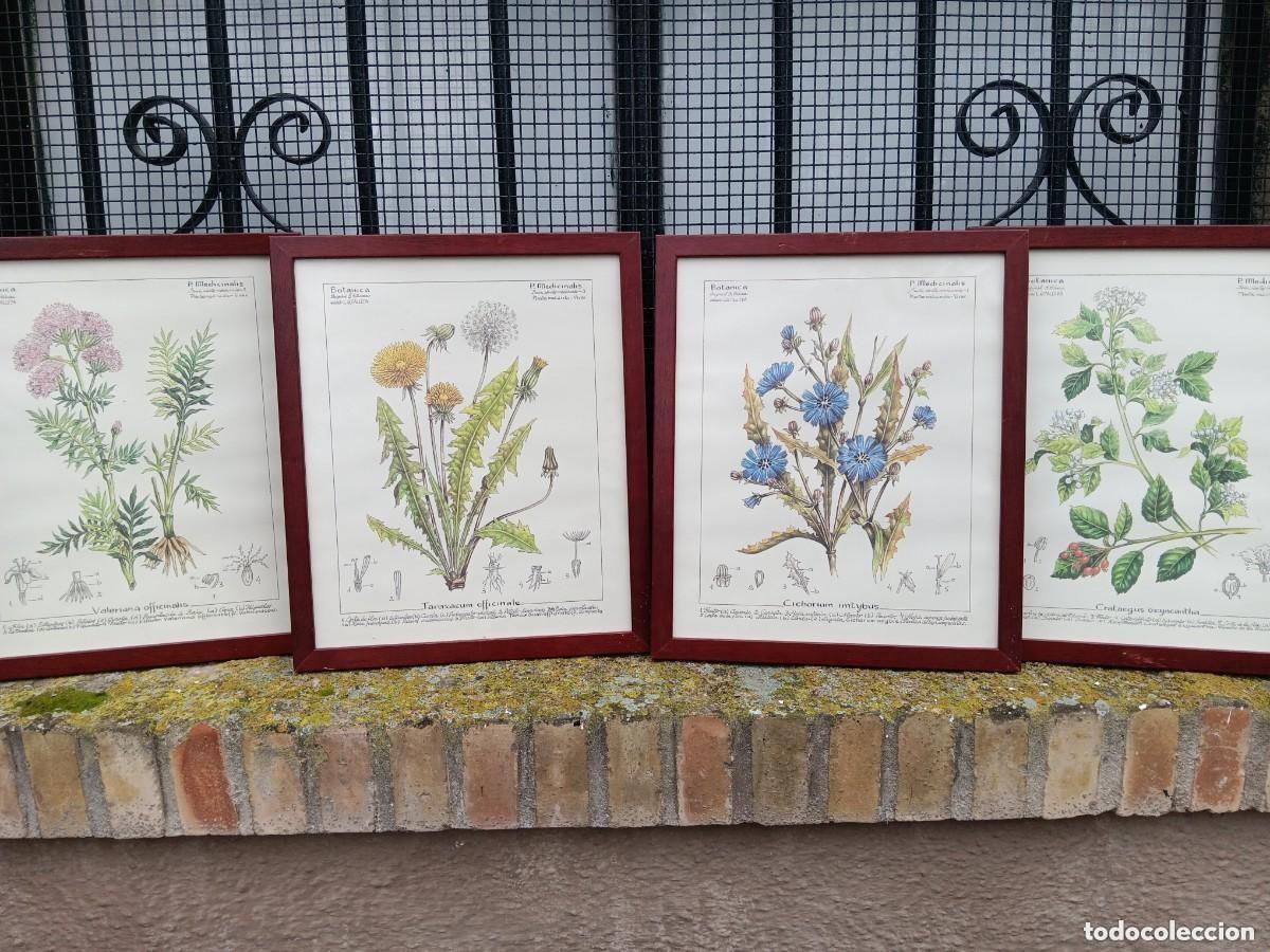 Coleccionismo: Cuadros botanica farmacia - Foto 1