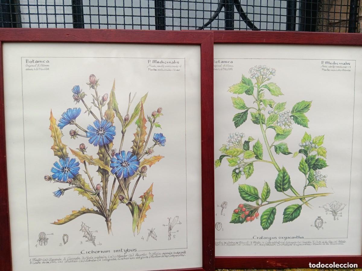 Coleccionismo: Cuadros botanica farmacia - Foto 2