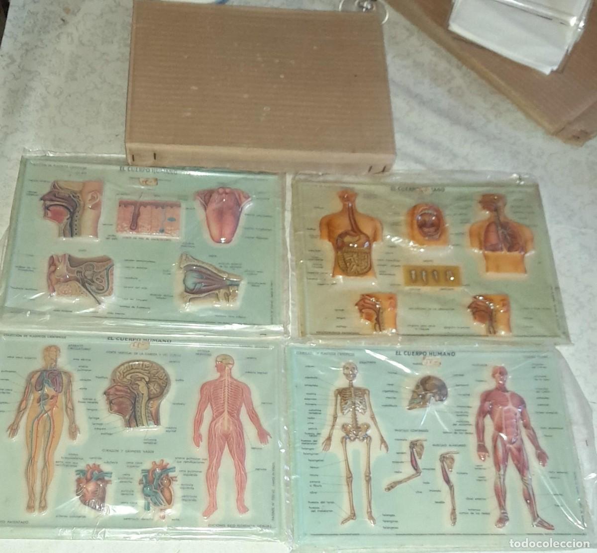 Coleccionismo: COLECCI&Oacute;N DE 4 PL&Aacute;STICOS CIENT&Iacute;FICOS EL CUERPO HUMANO, L&Aacute;MINAS EN RELIEVE