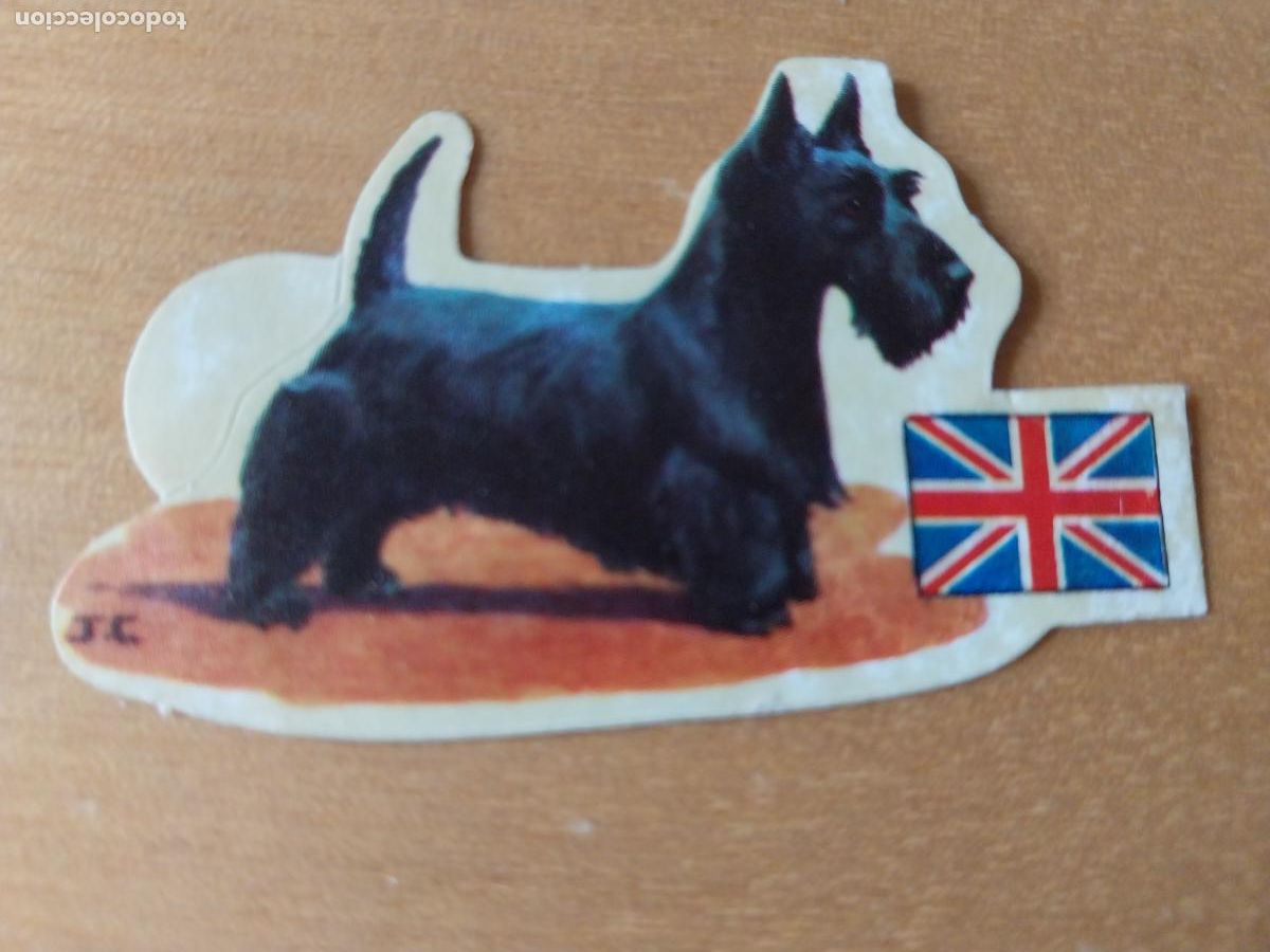 Coleccionismo: PANRICO TERRIER ESCOCES N&ordm; 80 CROMO SIN PEGAR NUNCA TROQUELADO PERROS A&Ntilde;OS 70 PASTELITOS PROMO