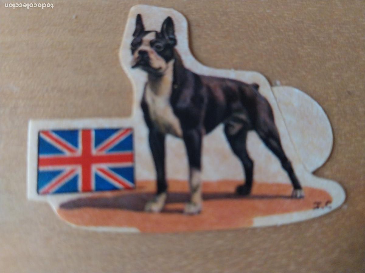 Coleccionismo: PANRICO BOSTON TERRIER N&ordm; 30 CROMO SIN PEGAR NUNCA TROQUELADO PERROS A&Ntilde;OS 70 PASTELITOS PROMO