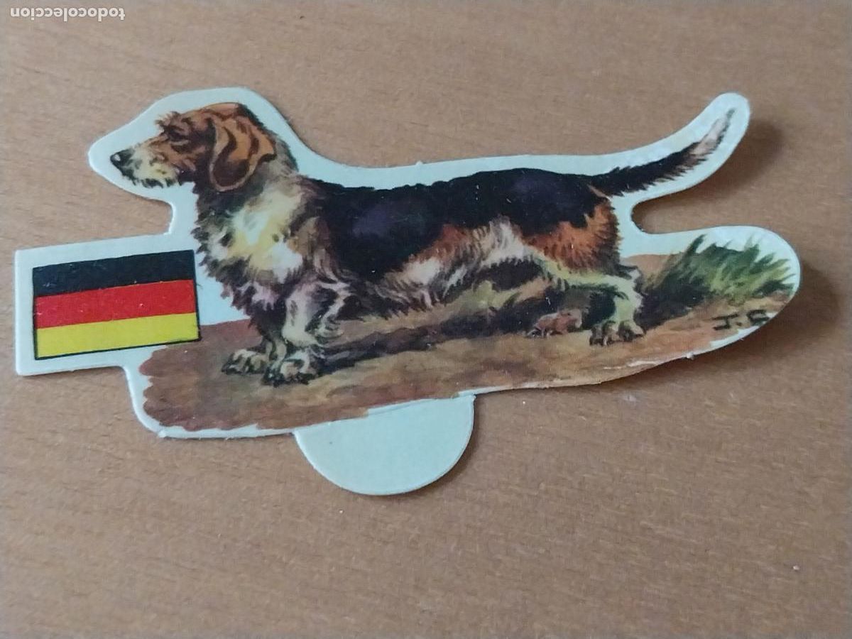 Coleccionismo: PANRICO DACHSHUND * * N&ordm; 19 CROMO SIN PEGAR NUNCA TROQUELADO PERROS A&Ntilde;OS 70 PASTELITOS PROMO