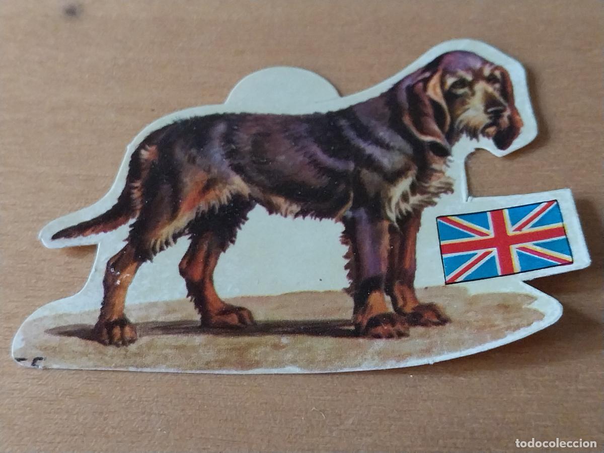 Coleccionismo: PANRICO PERO NUTRIA * * N&ordm; 37 CROMO SIN PEGAR NUNCA TROQUELADO PERROS A&Ntilde;OS 70 PASTELITOS PROMO
