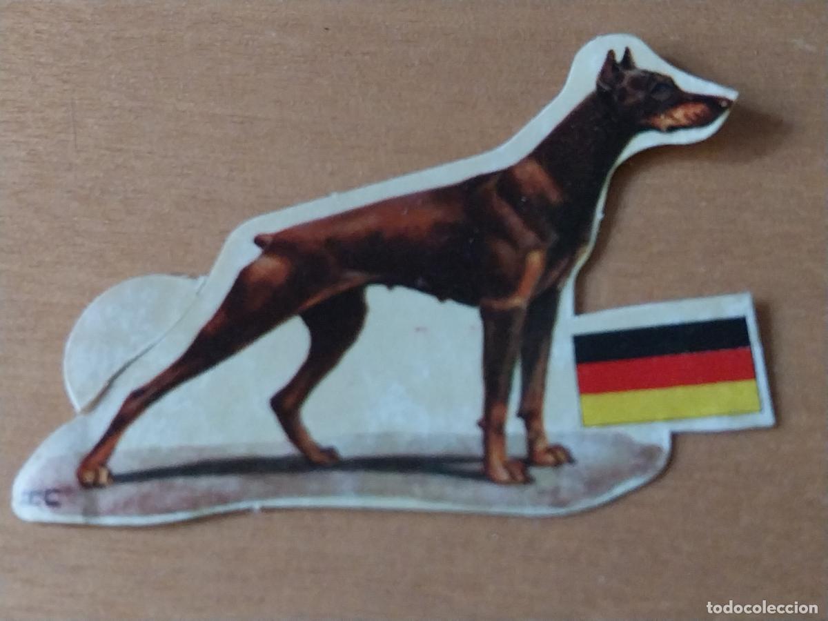 Coleccionismo: PANRICO DOBERMAN PINSHER * * N&ordm; 93 CROMO SIN PEGAR NUNCA TROQUELADO PERROS A&Ntilde;OS 70 PASTELITOS PROMO