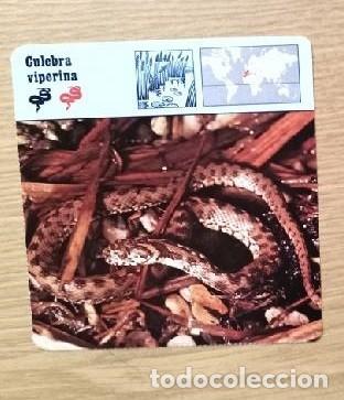 Coleccionismo: FICHA ANIMAL -- CULEBRA VIPERINA - Foto 1