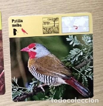 Coleccionismo: FICHA ANIMALE -- PYTILIA MELBA - Foto 1