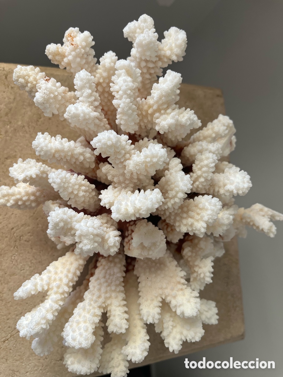 Coleccionismo: Coral artificial de color blanco - Foto 2