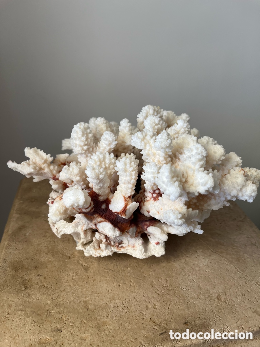 Coleccionismo: Coral artificial de color blanco - Foto 3