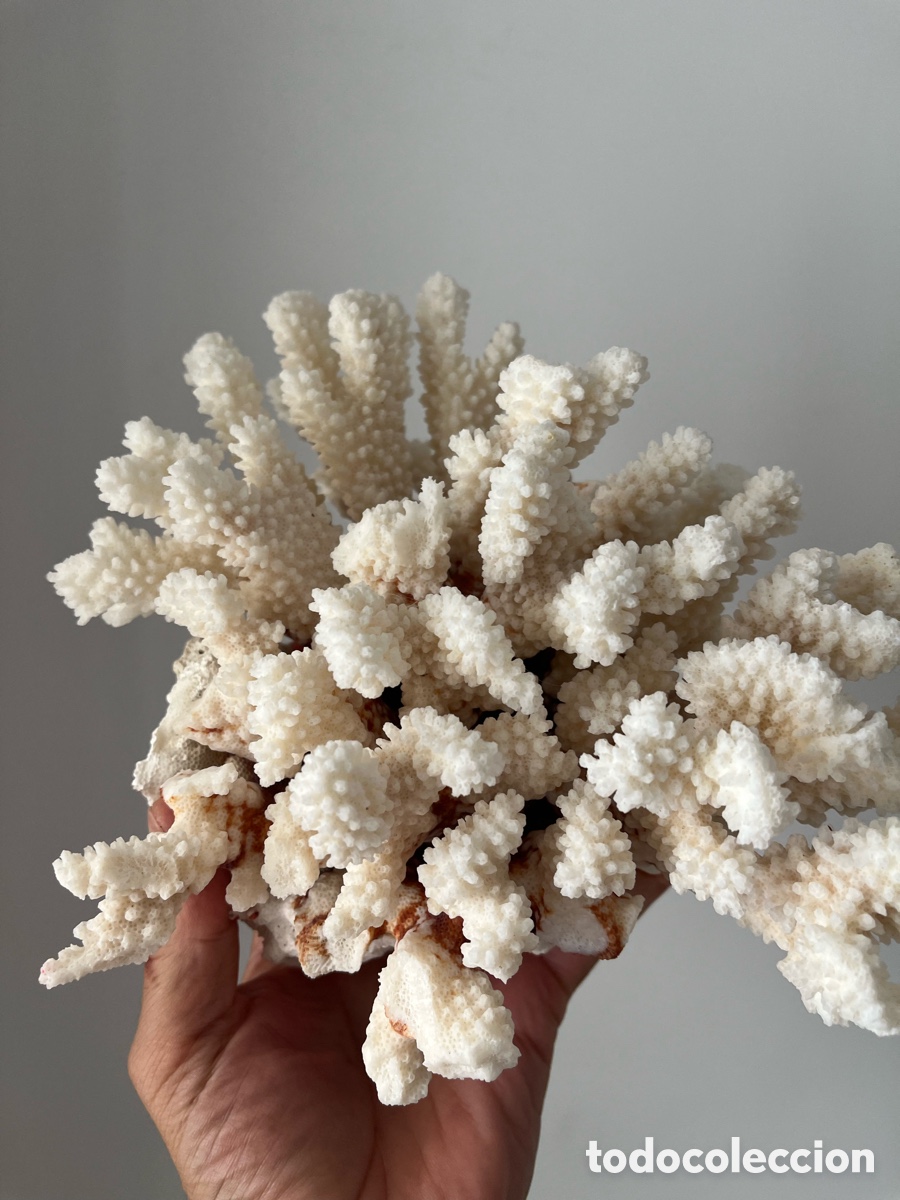 Coleccionismo: Coral artificial de color blanco - Foto 4