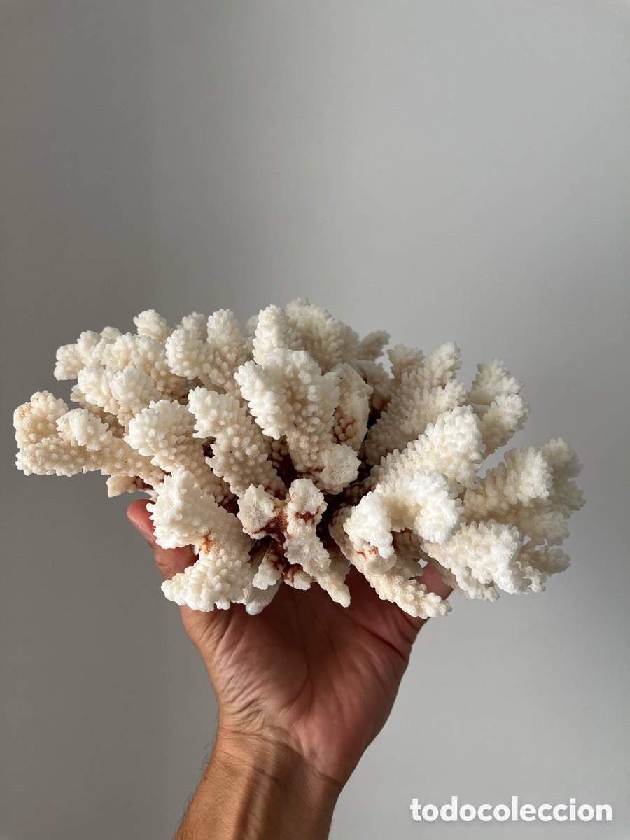 Coleccionismo: Coral artificial de color blanco - Foto 5