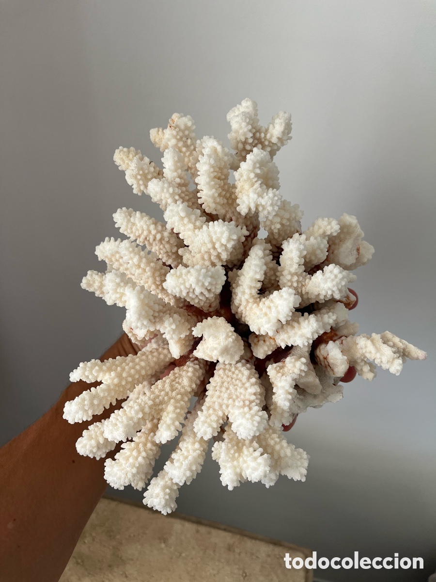 Coleccionismo: Coral artificial de color blanco - Foto 6