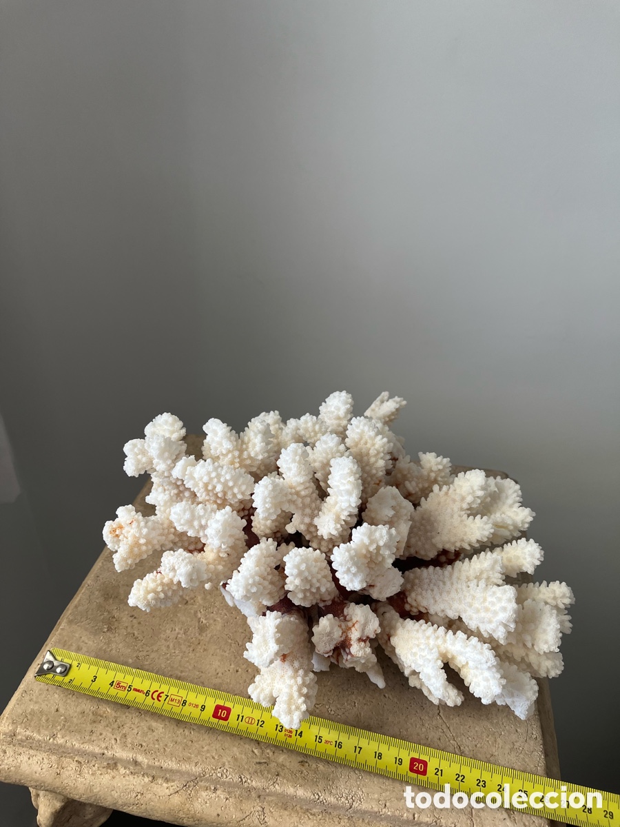 Coleccionismo: Coral artificial de color blanco - Foto 7