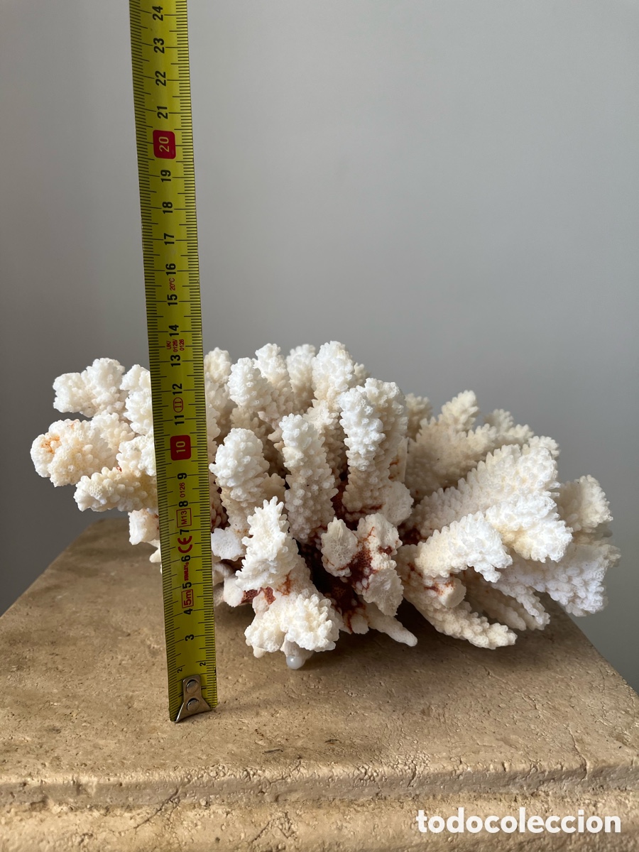 Coleccionismo: Coral artificial de color blanco - Foto 8