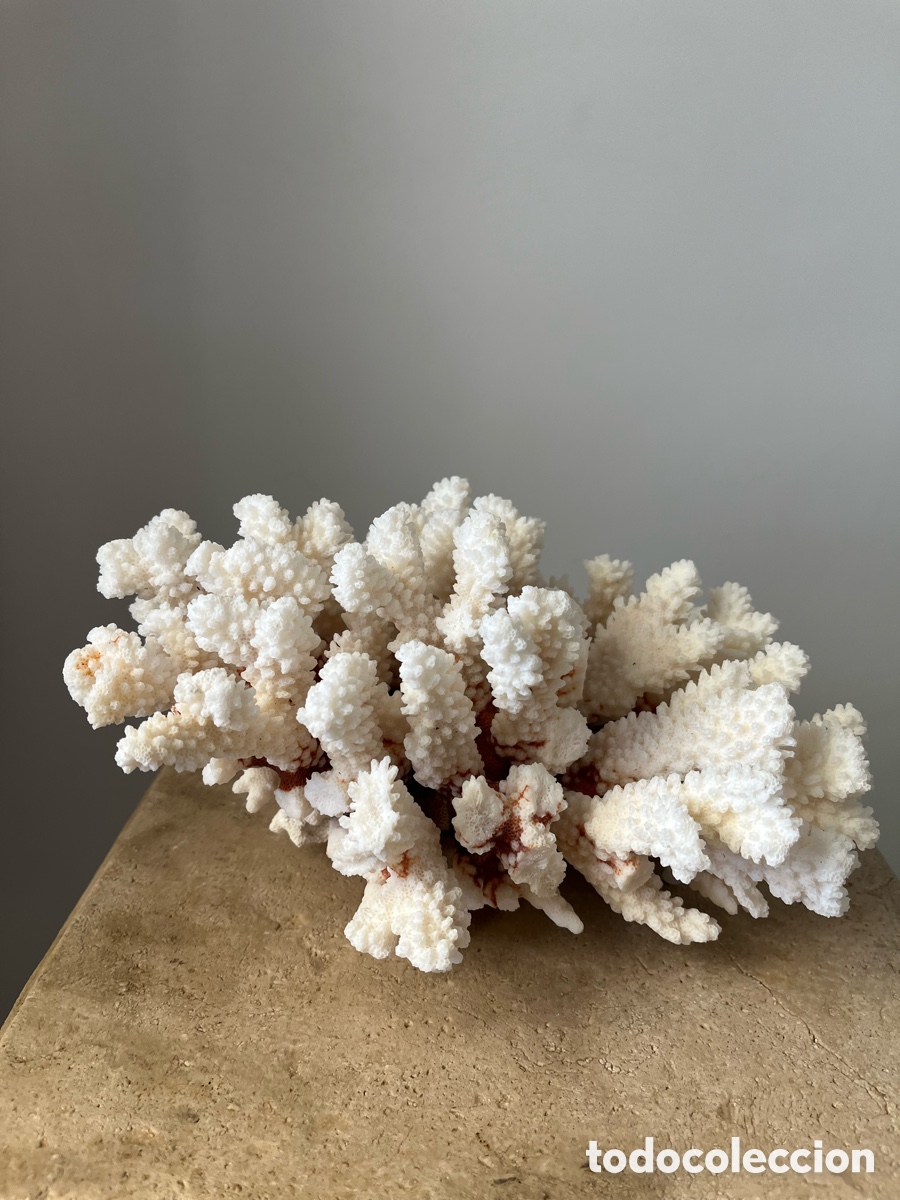 Coleccionismo: Coral artificial de color blanco - Foto 1