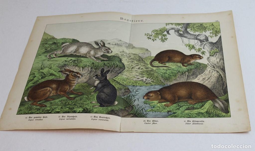Coleccionismo: L&aacute;mina naturista extra&iacute;da del libro Naturgerschichte des Tierreichs de 1886.