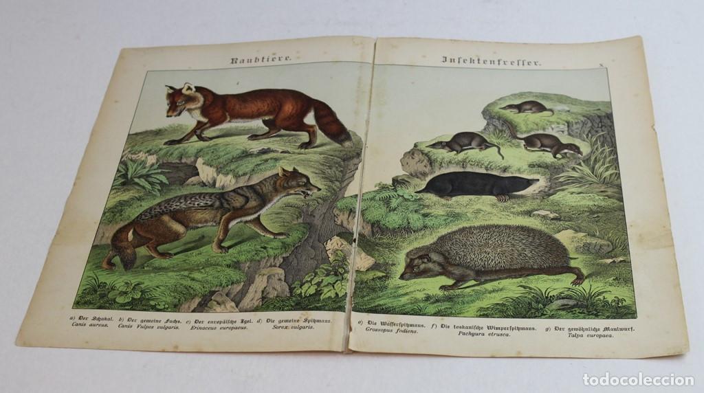 Coleccionismo: L&aacute;mina naturista extra&iacute;da del libro naturgerschichte des Tierreichs de 1886.