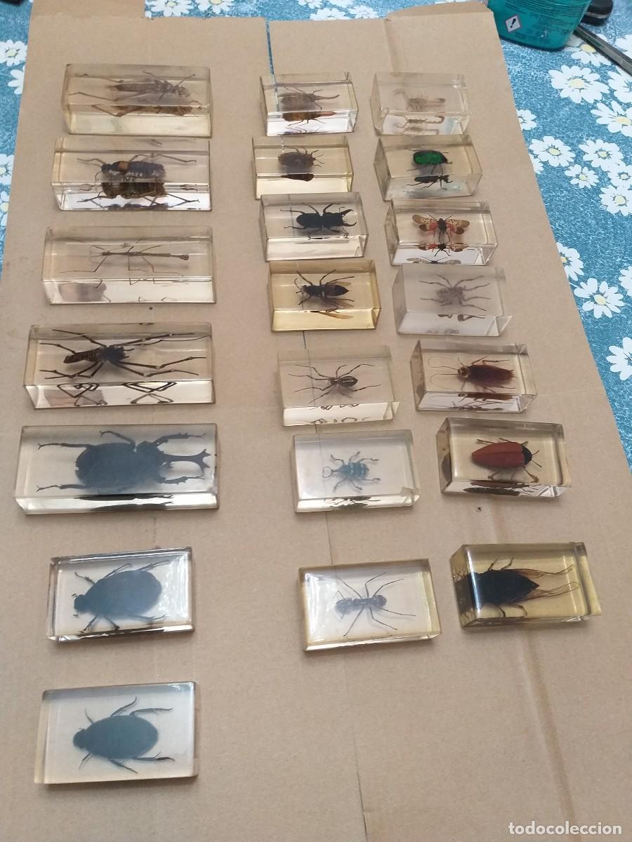 Coleccionismo: coleccion 34 insectos en resina - Foto 1