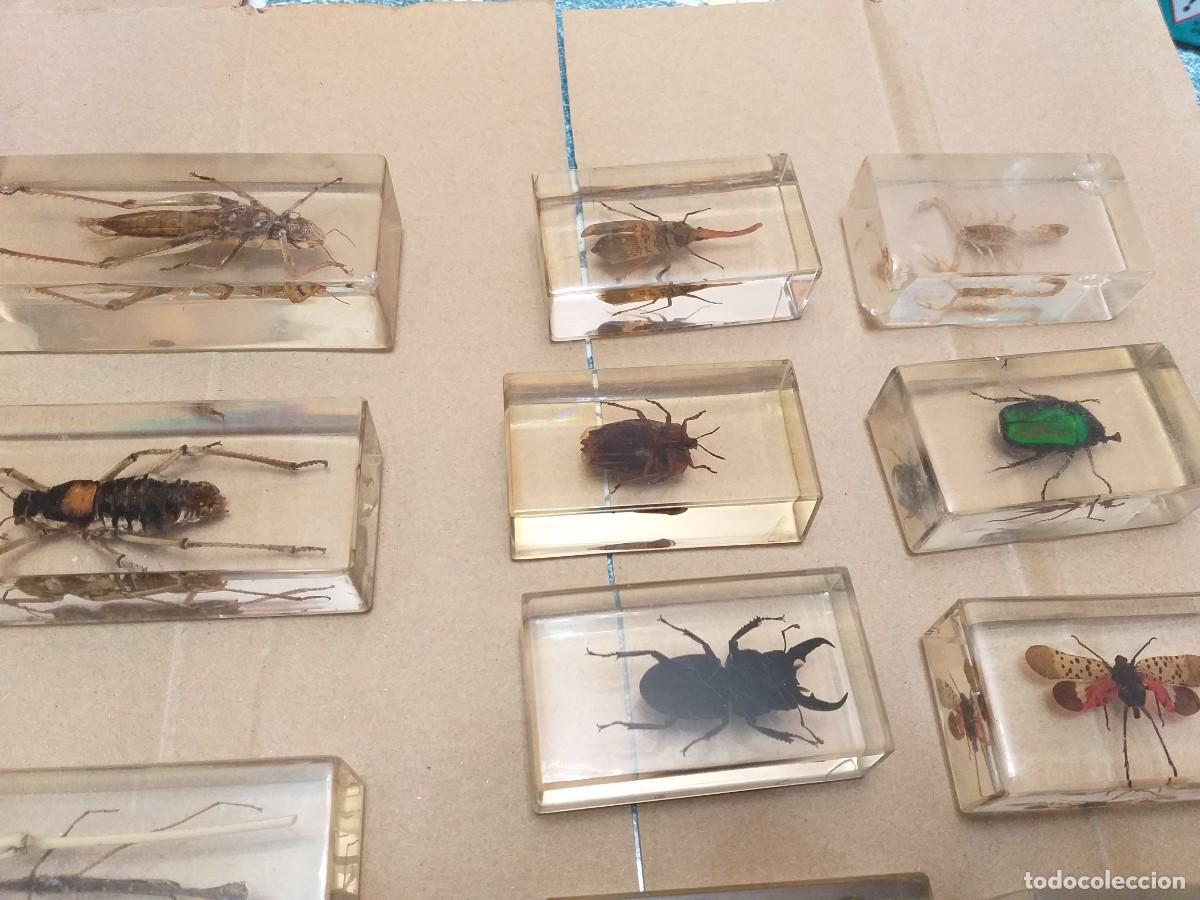Coleccionismo: coleccion 34 insectos en resina - Foto 2
