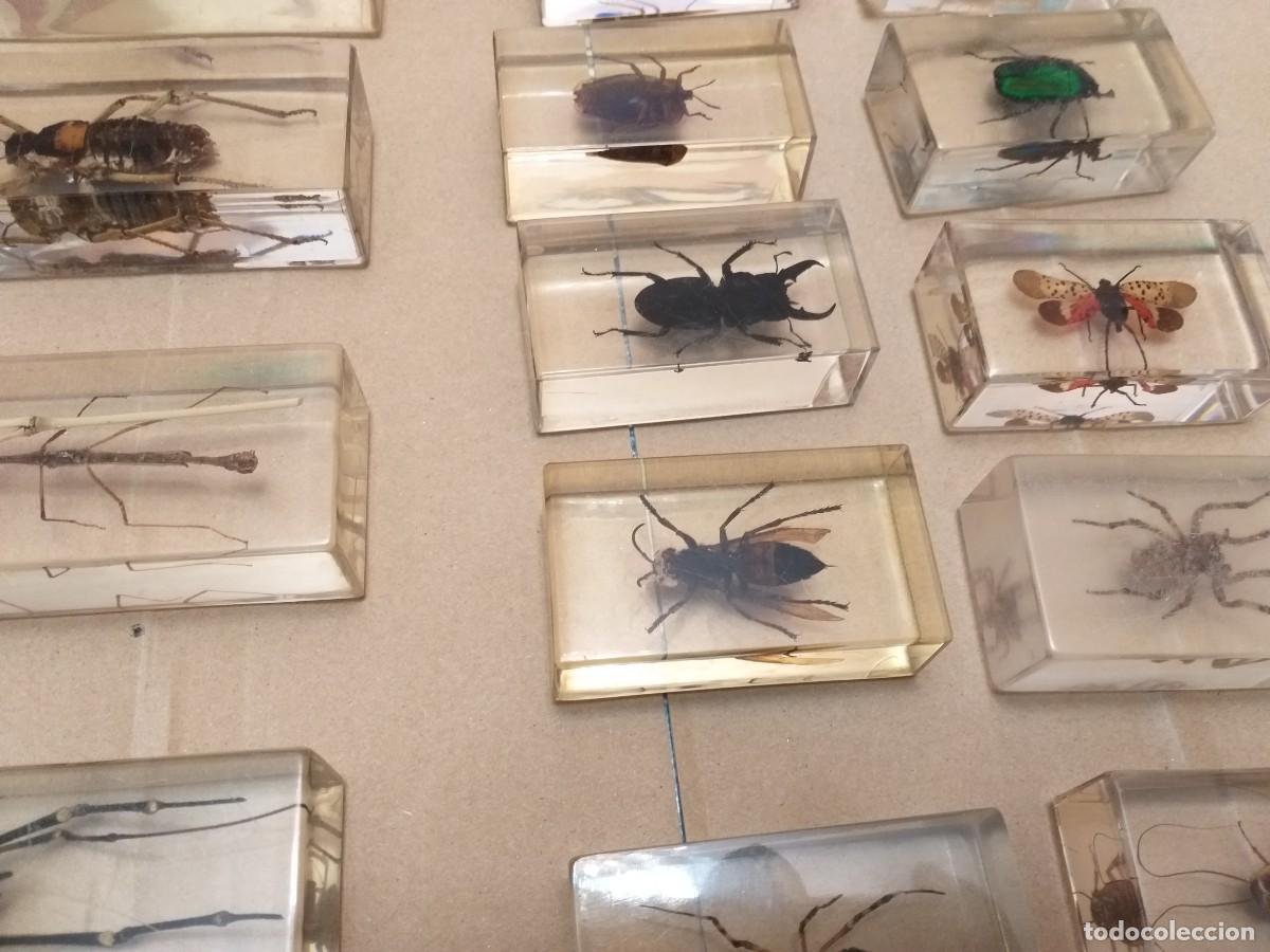 Coleccionismo: coleccion 34 insectos en resina - Foto 3