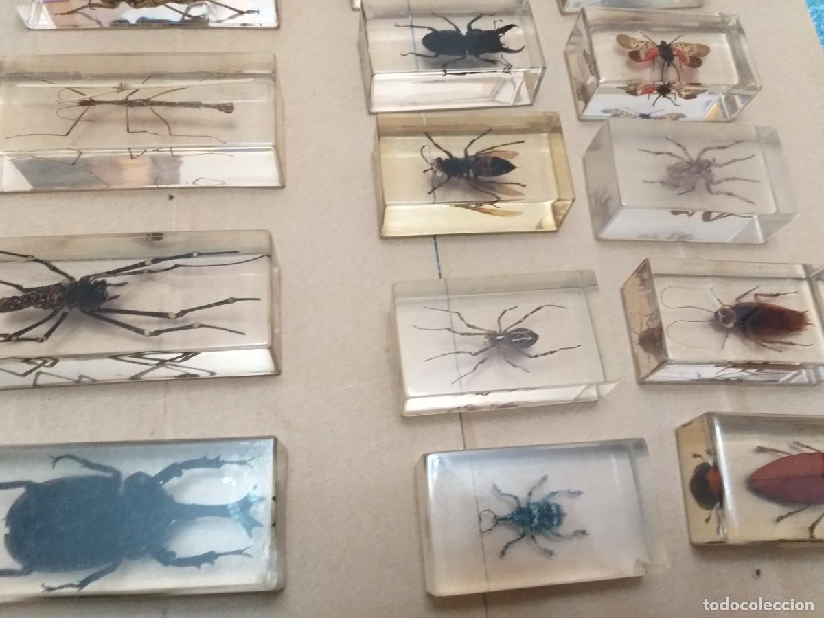 Coleccionismo: coleccion 34 insectos en resina - Foto 4