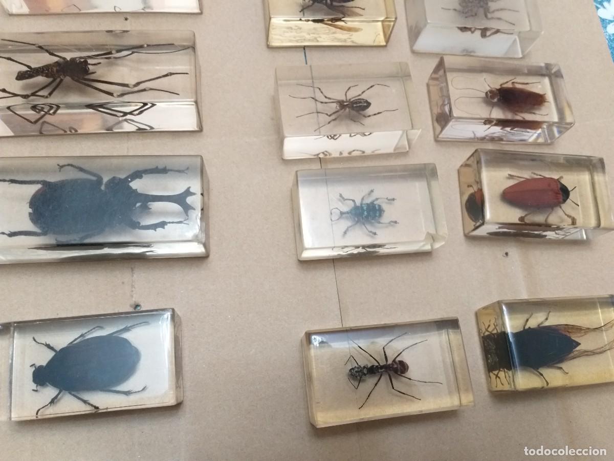 Coleccionismo: coleccion 34 insectos en resina - Foto 5