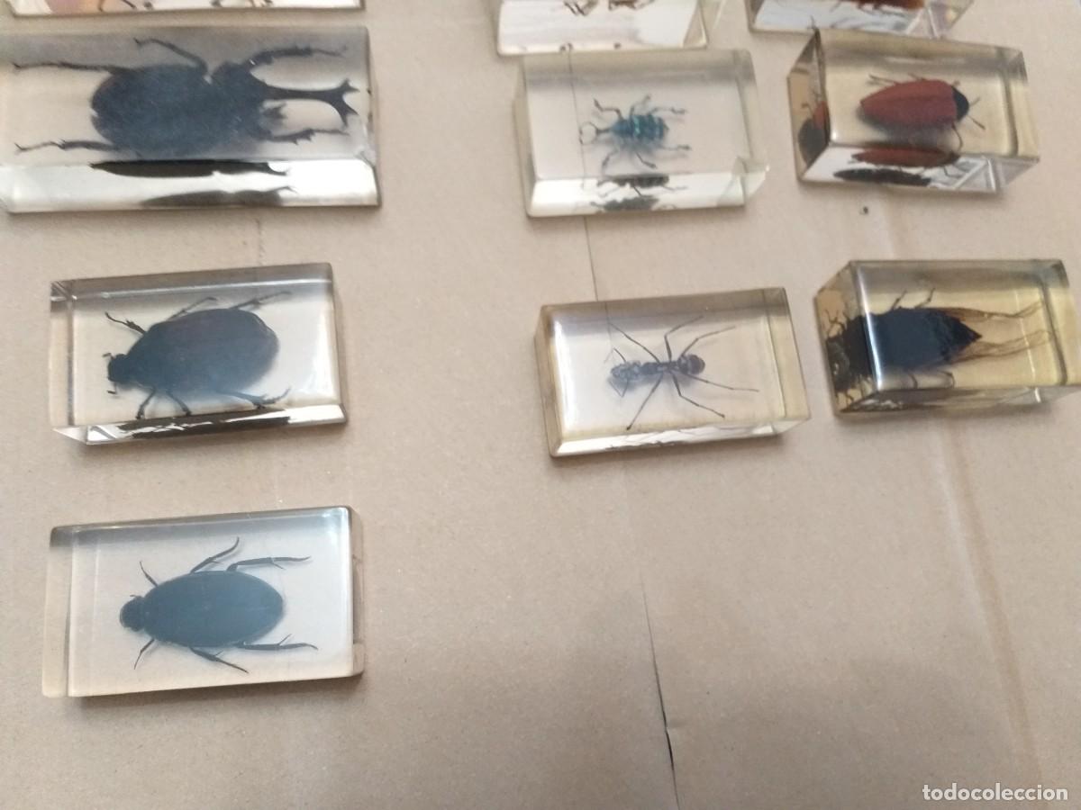 Coleccionismo: coleccion 34 insectos en resina - Foto 6