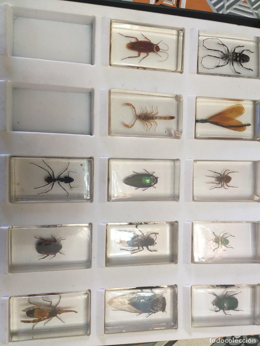 Coleccionismo: coleccion 34 insectos en resina - Foto 7