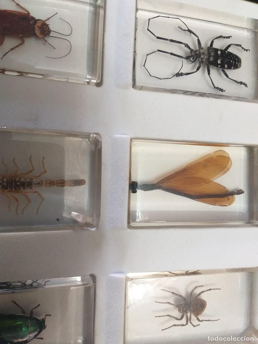 Coleccionismo: coleccion 34 insectos en resina - Foto 8