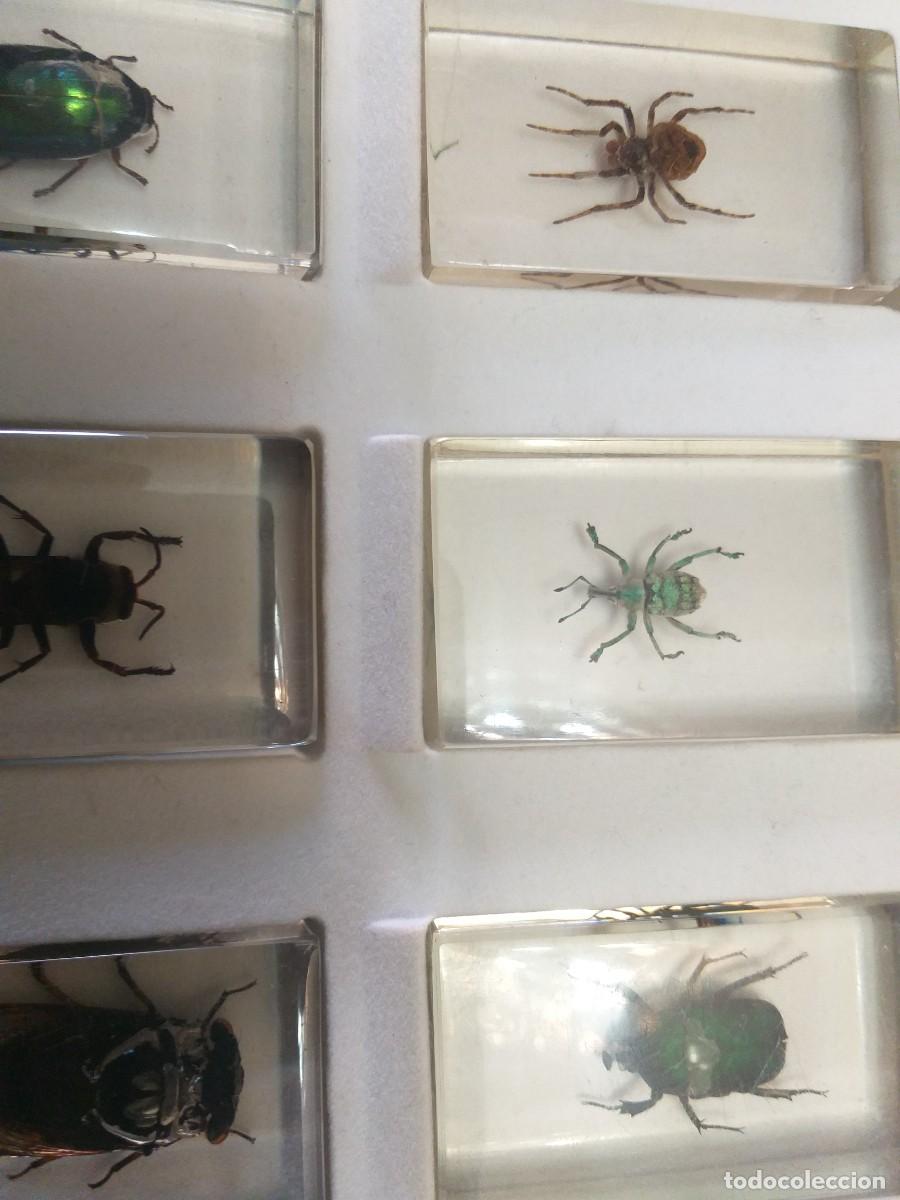 Coleccionismo: coleccion 34 insectos en resina - Foto 9