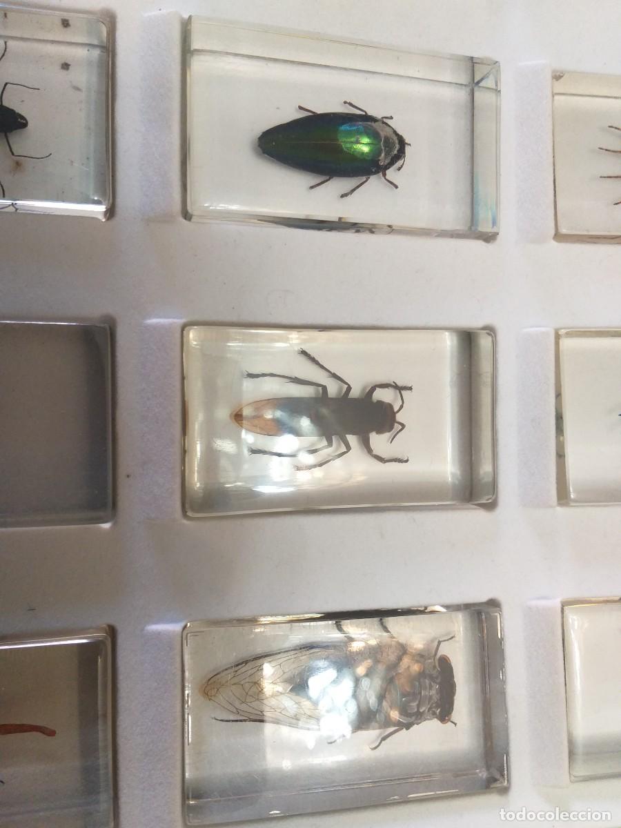 Coleccionismo: coleccion 34 insectos en resina - Foto 10