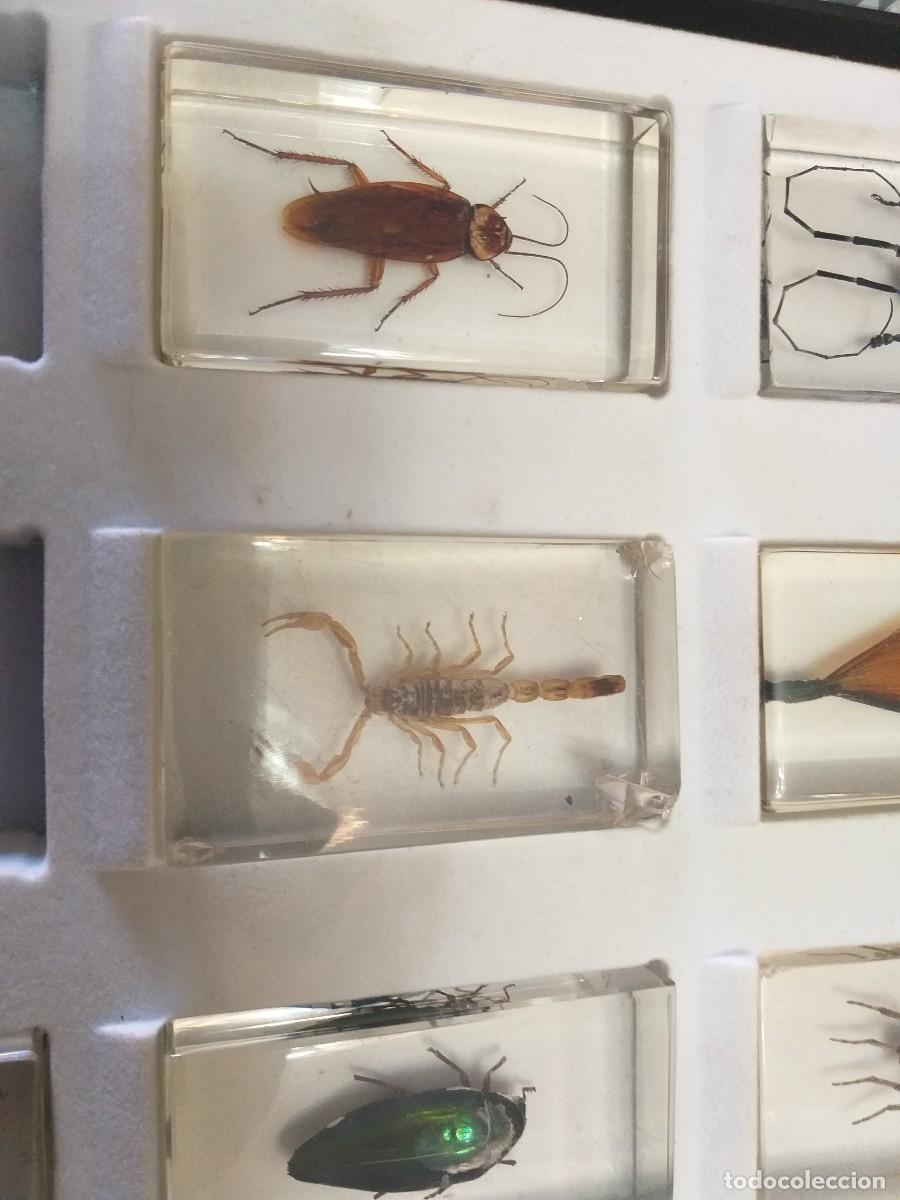 Coleccionismo: coleccion 34 insectos en resina - Foto 11