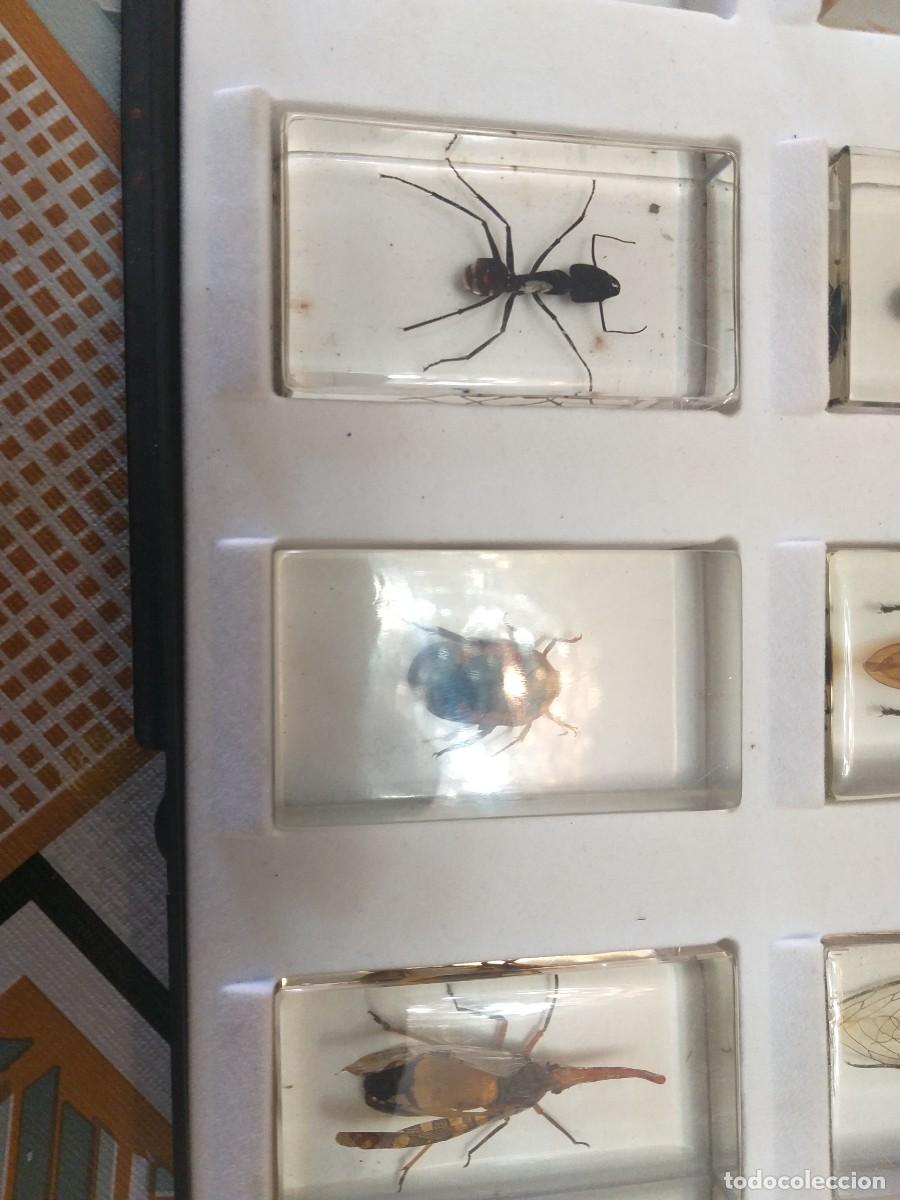 Coleccionismo: coleccion 34 insectos en resina - Foto 12