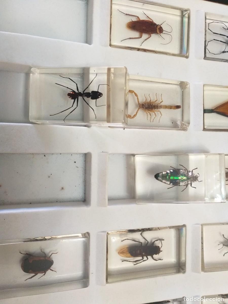 Coleccionismo: coleccion 34 insectos en resina - Foto 13