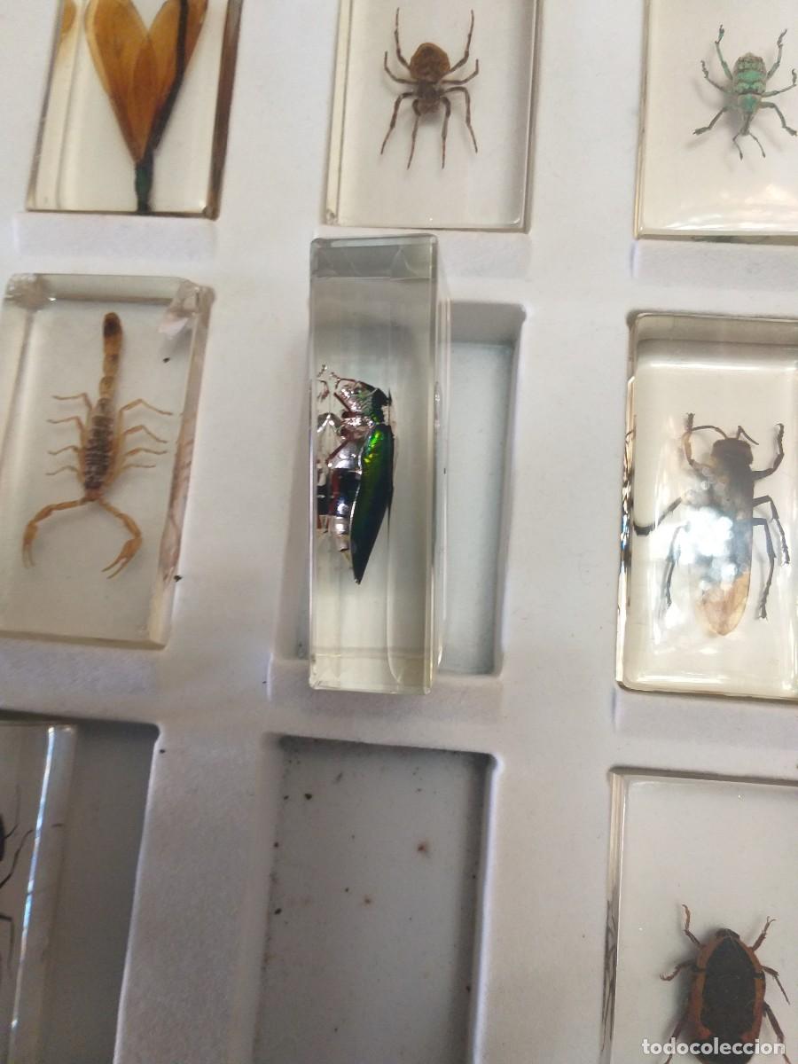 Coleccionismo: coleccion 34 insectos en resina - Foto 14