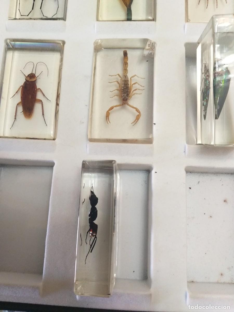 Coleccionismo: coleccion 34 insectos en resina - Foto 15
