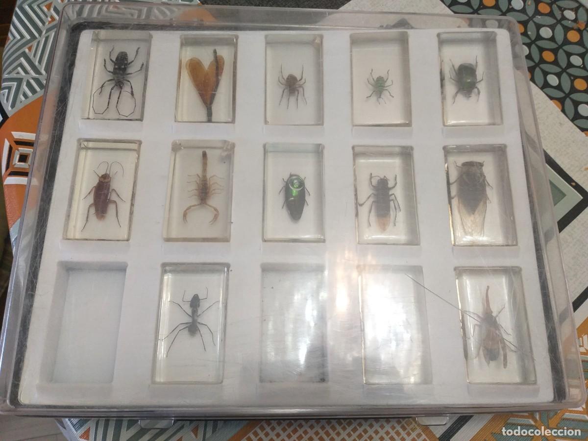 Coleccionismo: coleccion 34 insectos en resina - Foto 16