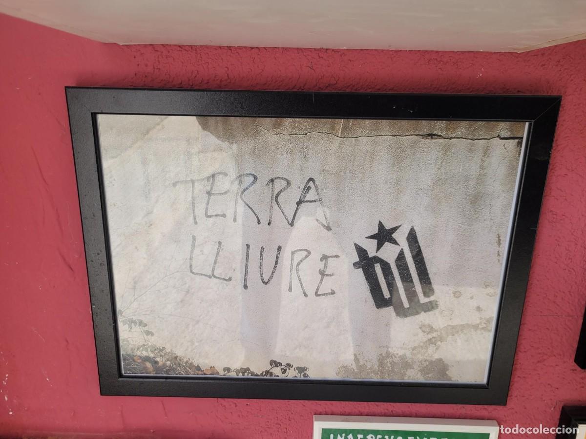 Coleccionismo: TERRA LLIURE ENMARCADA Y PROTEGIDA TERRA LLIURE - Foto 1