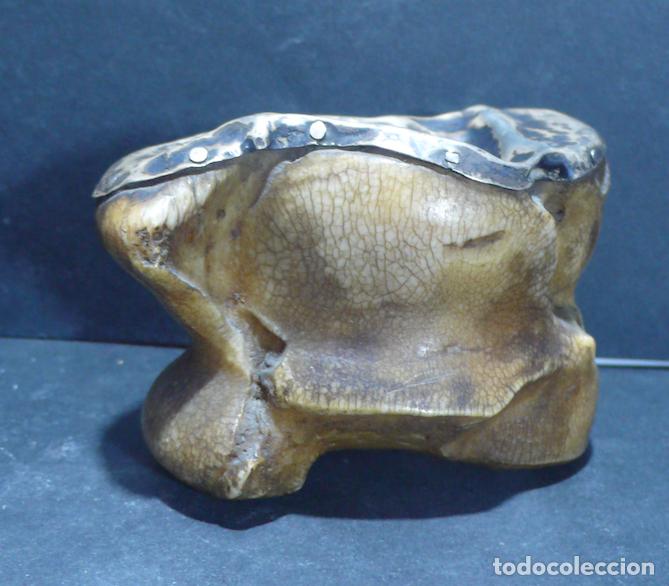 Coleccionismo: GRAN HUESO DE TABA CON METAL - Foto 1